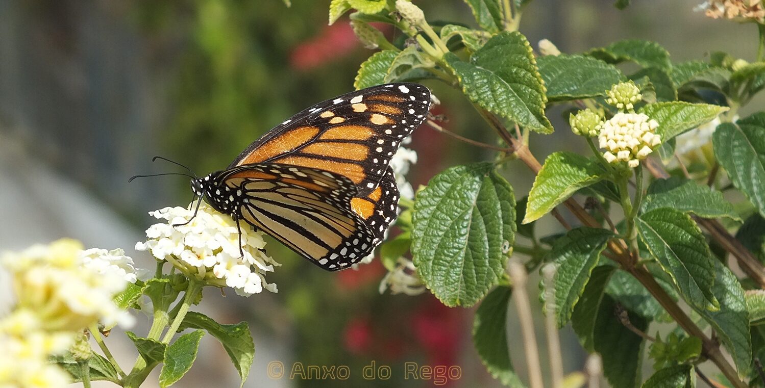 Anxo do Rego - Narrador